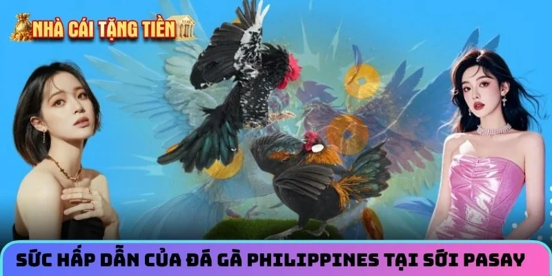 Sức hấp dẫn của đá gà Philippines tại sới Pasay